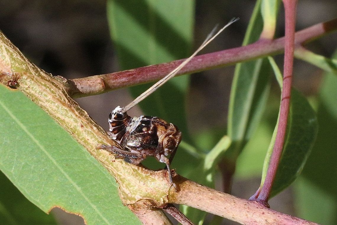 Unidentified leaf hopper nymph  Australia,Eamw leafhoppers,Geotagged,Spring