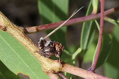 Unidentified leaf hopper nymph  Australia,Eamw leafhoppers,Geotagged,Spring