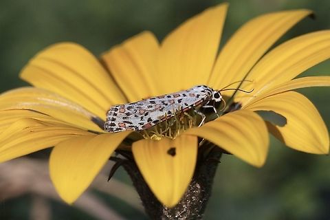 Heliotrope moth - Utetheisa pulchelloides  Australia,Eamw moth,Fall,Geotagged,Heliotrope moth,Utetheisa ew,Utetheisa pulchelloides
