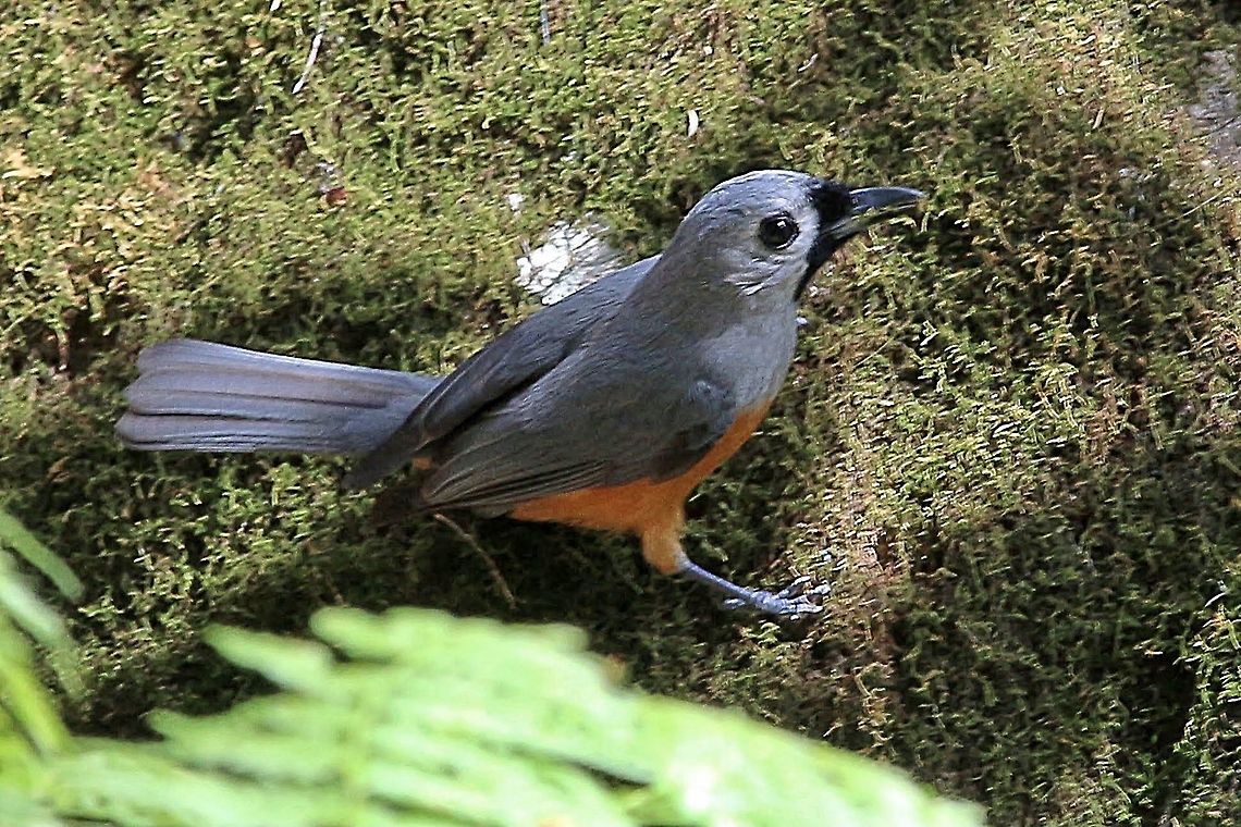 Black-faced monarch - Monarcha melanopsis  Australia,Birds North Nowra,Black-faced monarch,Eamw birds,Geotagged,Monarcha melanopsis,Spring