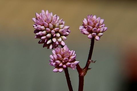 Pink-headed Persicaria