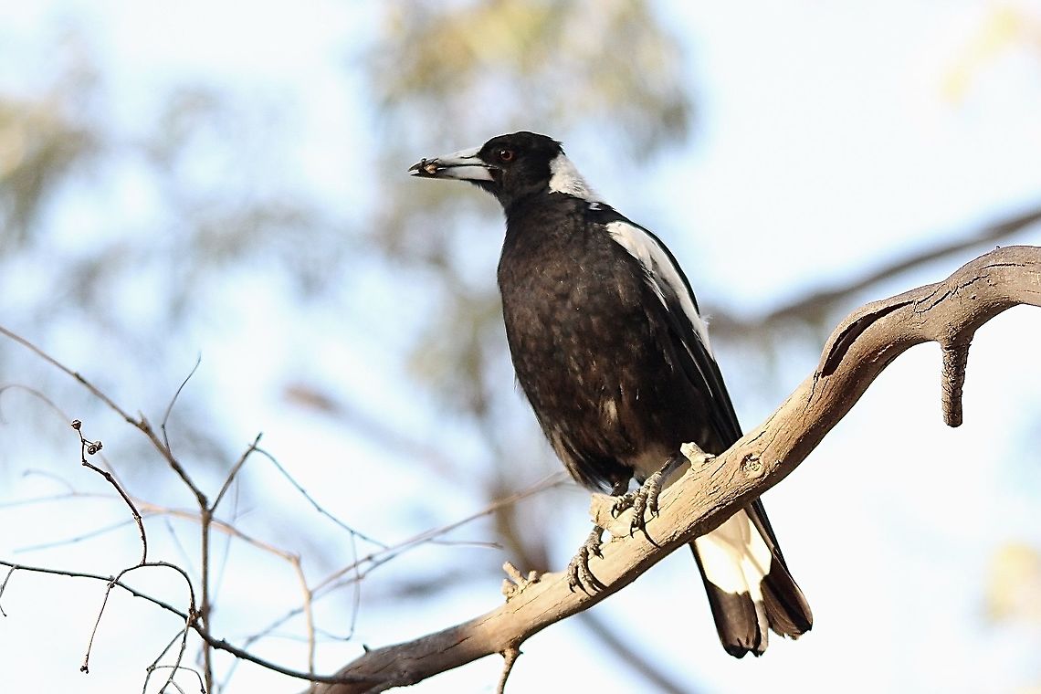 Australian magpie - Gymnorhina tibicen Beak full of food for the young ones Australia,Australian magpie,Birds QuornSA,Eamw birds,Geotagged,Gymnorhina tibicen,Spring