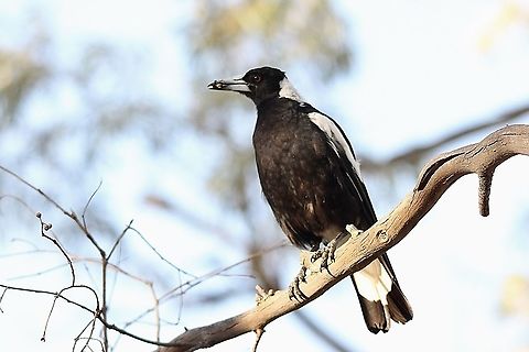 Australian magpie - Gymnorhina tibicen Beak full of food for the young ones Australia,Australian magpie,Birds QuornSA,Eamw birds,Geotagged,Gymnorhina tibicen,Spring