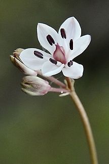 Milkmaid - Burchardia umbellata Almost the end of the season. Australia,Burchardia umbellata,Eamw flora,Geotagged,Spring,milkmaids