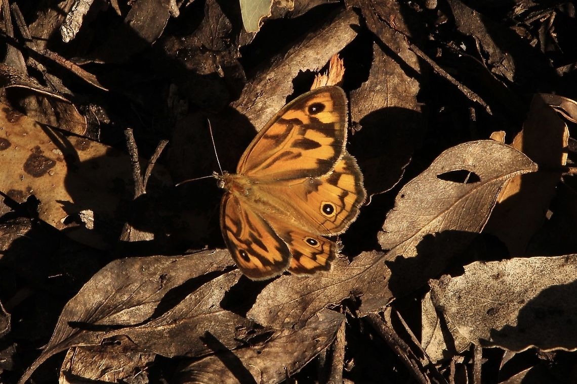 Common brown butterfly - Heteronympha mero  Australia,Eamw butterflies,Geotagged,Heteronympha merope,Spring