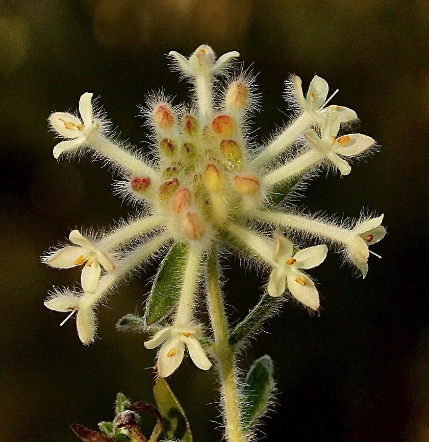 Woolly Rice-Flower - Pimelea octophylla  Australia,Eamw flora,Geotagged,Pimelea octophylla,Spring,Woolly Rice-Flower