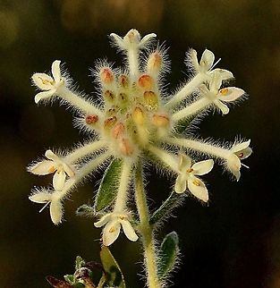 Woolly Rice-Flower - Pimelea octophylla  Australia,Eamw flora,Geotagged,Pimelea octophylla,Spring,Woolly Rice-Flower