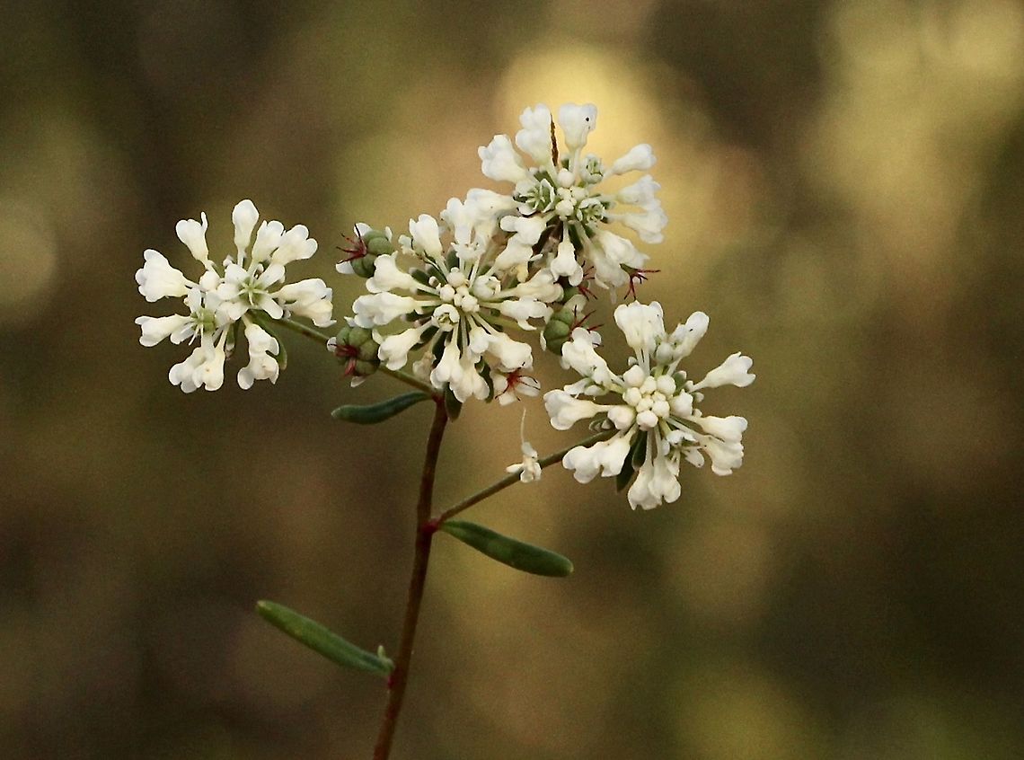 Small Poranthera - Poranthera microphylla Details of flowers Australia,Eamw flora,Geotagged,Poranthera microphylla,Small Poranthera,Spring