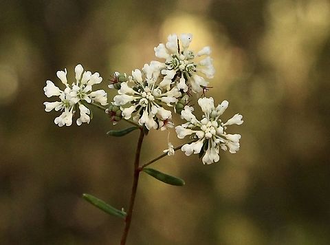 Small Poranthera - Poranthera microphylla Details of flowers Australia,Eamw flora,Geotagged,Poranthera microphylla,Small Poranthera,Spring