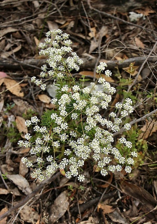 Small Poranthera - Poranthera microphylla Whole plant. Australia,Geotagged,Poranthera microphylla,Small Poranthera,Spring