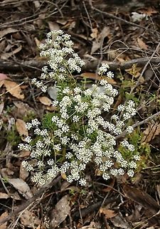 Small Poranthera - Poranthera microphylla Whole plant. Australia,Geotagged,Poranthera microphylla,Small Poranthera,Spring