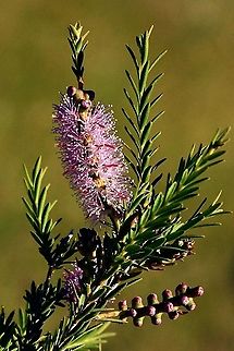 Totem poles - Melaleuca decussata  Australia,Eamw flora,Geotagged,Melaleuca decussata,Spring,Totem poles