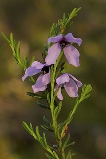 Hairy Pink- Bells - Tetratheca pilosa  Australia,Eamw flora,Geotagged,Hairy Pink-Bells,Spring,Tetratheca pilosa