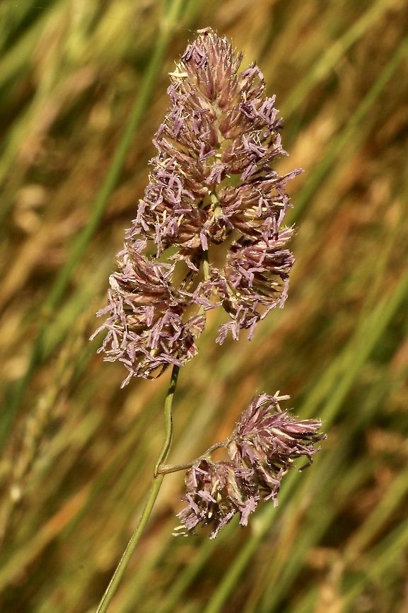 Cock&rsquo;s- foot - Dactylis glomerata Growing along roadsides. Australia,Cock's-foot,Dactylis glomerata,Eamw flora,Geotagged,Spring