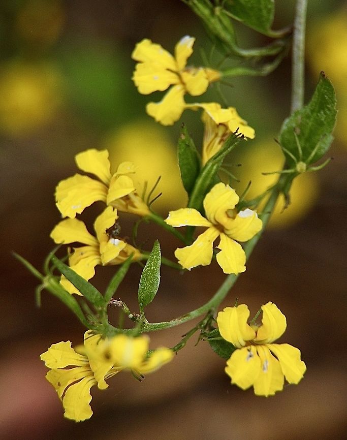 Hop Goodenia - Goodenia ovata  Australia,Geotagged,Goodenia ovata,Hop goodenia,Spring,eamw flora