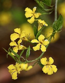 Hop Goodenia - Goodenia ovata Australia,Geotagged,Goodenia ovata,Hop goodenia,Spring,eamw flora