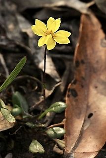 Black’s Goodenia - Goodenia blackiana  Australia,Blacks goodenia,Eamw flora,Geotagged,Goodenia blackiana,Spring
