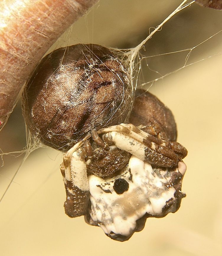 Bird dropping spider - Celaenia excavata Guarding two egg capsules. She has a total of 3 egg capsules.The last two were produced 6 days appart.<br />
The laying of the eggs and the capsual construction happens overnight. Australia,Celaenia excavata,Eamw spiders,Geotagged,Spring