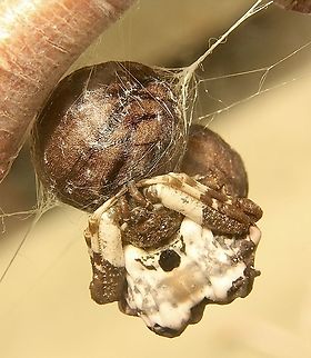 Bird dropping spider - Celaenia excavata Guarding two egg capsules. She has a total of 3 egg capsules.The last two were produced 6 days appart.
The laying of the eggs and the capsual construction happens overnight. Australia,Celaenia excavata,Eamw spiders,Geotagged,Spring