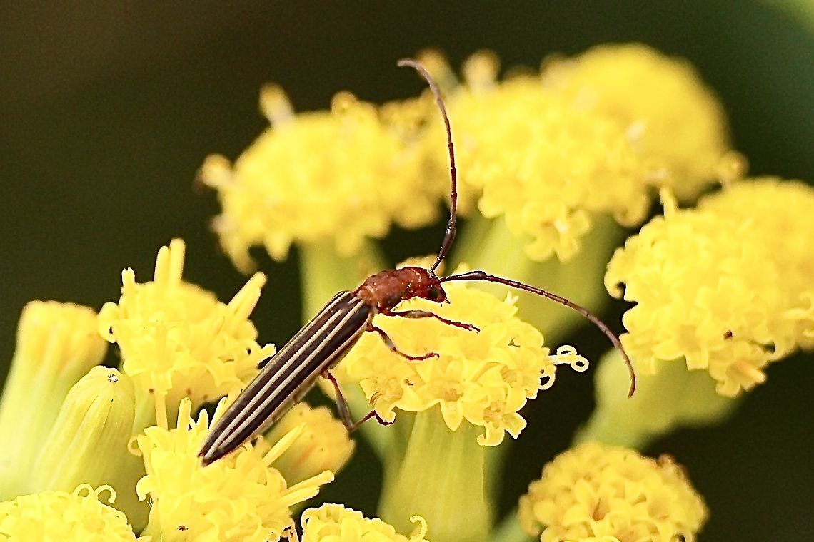 Longhorn beetle - Syllitus rectus  Australia,Eamw beetles,Geotagged,Spring,Syllitus rectus,eamw Long Horn beetle