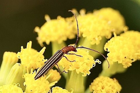 Longhorn beetle - Syllitus rectus  Australia,Eamw beetles,Geotagged,Spring,Syllitus rectus,eamw Long Horn beetle
