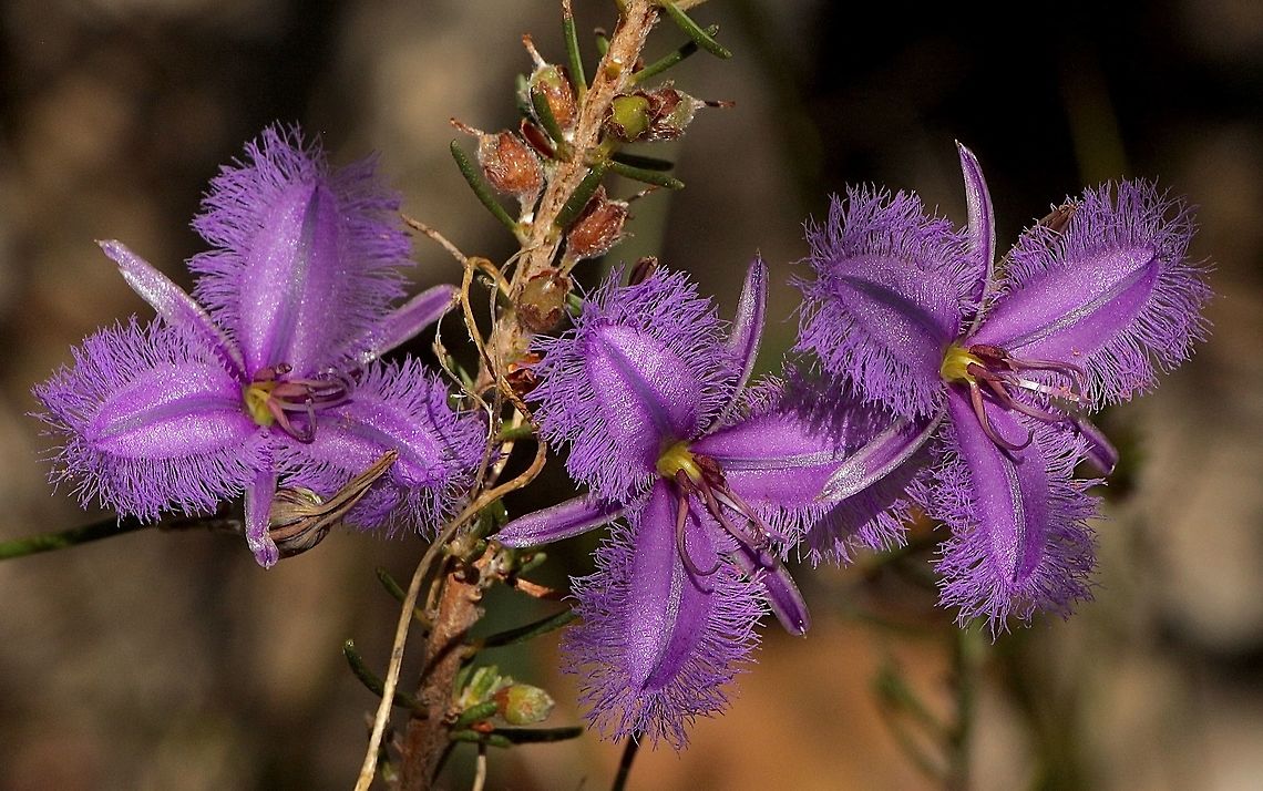 Common Fringe-lily - Thysanotus tuberosus The tubers of this lily is used by Aboriginal people as a food and roasted in a fire. The taste is watery and almost flavourless.  Australia,Common Fringe-lily,Eamw flora,Geotagged,Spring,Thysanotus tuberosus