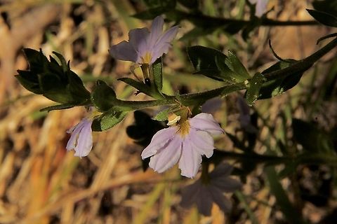Fanflowers Genus Scaevola  Australia,Eamw flora,Geotagged,Spring