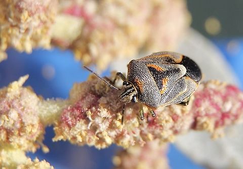 Species of Varigated coffee bug in genus- Antestiopsis Found different sizes of instar as well as adults living on Grey Saltbush - Atriplex cinerea Australia,Eamw shield bugs,Geotagged,Summer
