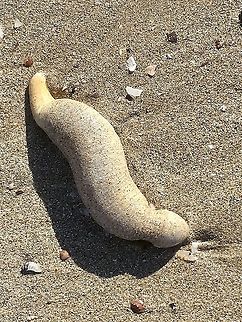 Sea cucumber- genus Paracaudina  Australia,Geotagged,Summer,eamw marine invertebrates