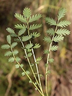 Bidibit - Genus Acaena  Australia,Eamw flora,Geotagged,Spring
