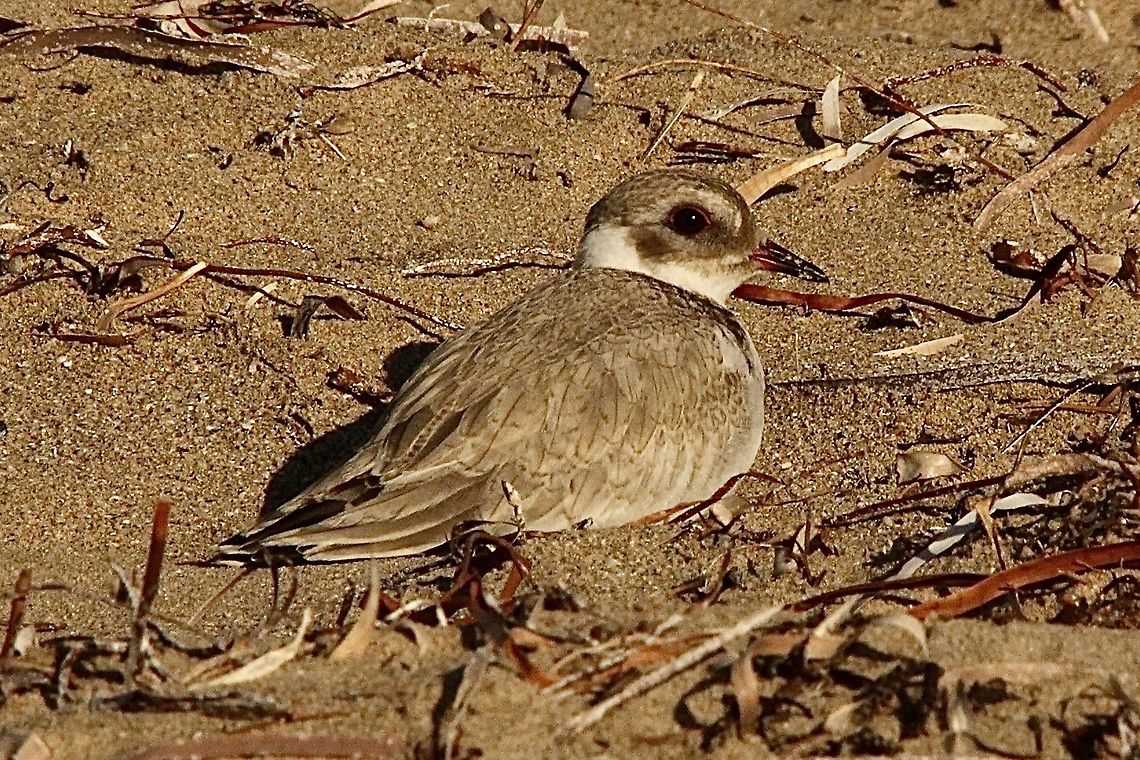 Hooded dotterel - Thinornis cucullatus This is a juvenile bird hatched around end of November 2021. The parent birds are tending to the 2nd clutch for this breeding season.  The young birds are extremely well camouflaged in a beach habitat. Australia,Birds Encounter Bay,Eamw birds,Geotagged,Summer