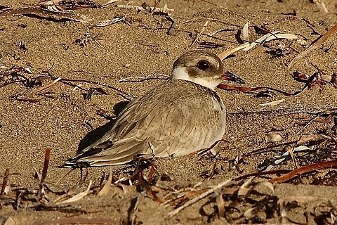 Hooded dotterel - Thinornis cucullatus This is a juvenile bird hatched around end of November 2021. The parent birds are tending to the 2nd clutch for this breeding season.  The young birds are extremely well camouflaged in a beach habitat. Australia,Birds Encounter Bay,Eamw birds,Geotagged,Summer