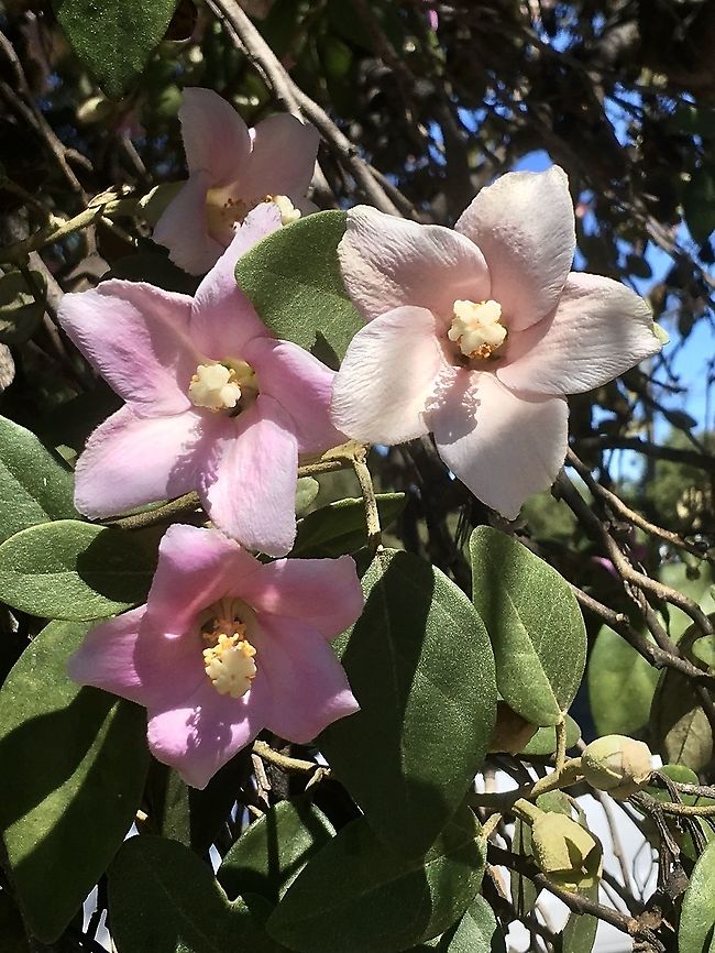 Queensland white oak - Lagunaria patersonia It&rsquo;s natural distribution is on parts of the Queensland east coast and Norfolk Island. It is a beautiful tree and therefore used as an ornamental tree in other states. Australia,Geotagged,Lagunaria patersonia,Summer