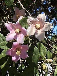 Queensland white oak - Lagunaria patersonia It’s natural distribution is on parts of the Queensland east coast and Norfolk Island. It is a beautiful tree and therefore used as an ornamental tree in other states. Australia,Geotagged,Lagunaria patersonia,Summer