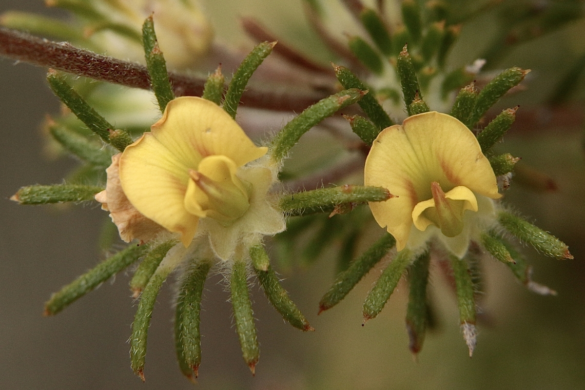 Heathy Phyllota- Phyllota pleurandroides Flowering mid summer in heathland habitat. Australia,Eamw flora,Geotagged,Heathy Phyllota,Phyllota pleurandroides,Summer