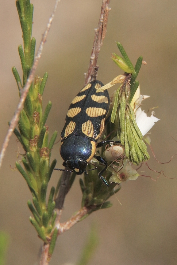 Castiarina decemmaculata Found feeding on Common fringe myrtle ( flowers) Australia,Castiarina decemmaculata,Cox Scrub,Eamw beetles,Geotagged,Summer,eamw jewel beetles