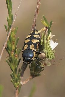 Castiarina decemmaculata Found feeding on Common fringe myrtle ( flowers) Australia,Castiarina decemmaculata,Cox Scrub,Eamw beetles,Geotagged,Summer,eamw jewel beetles