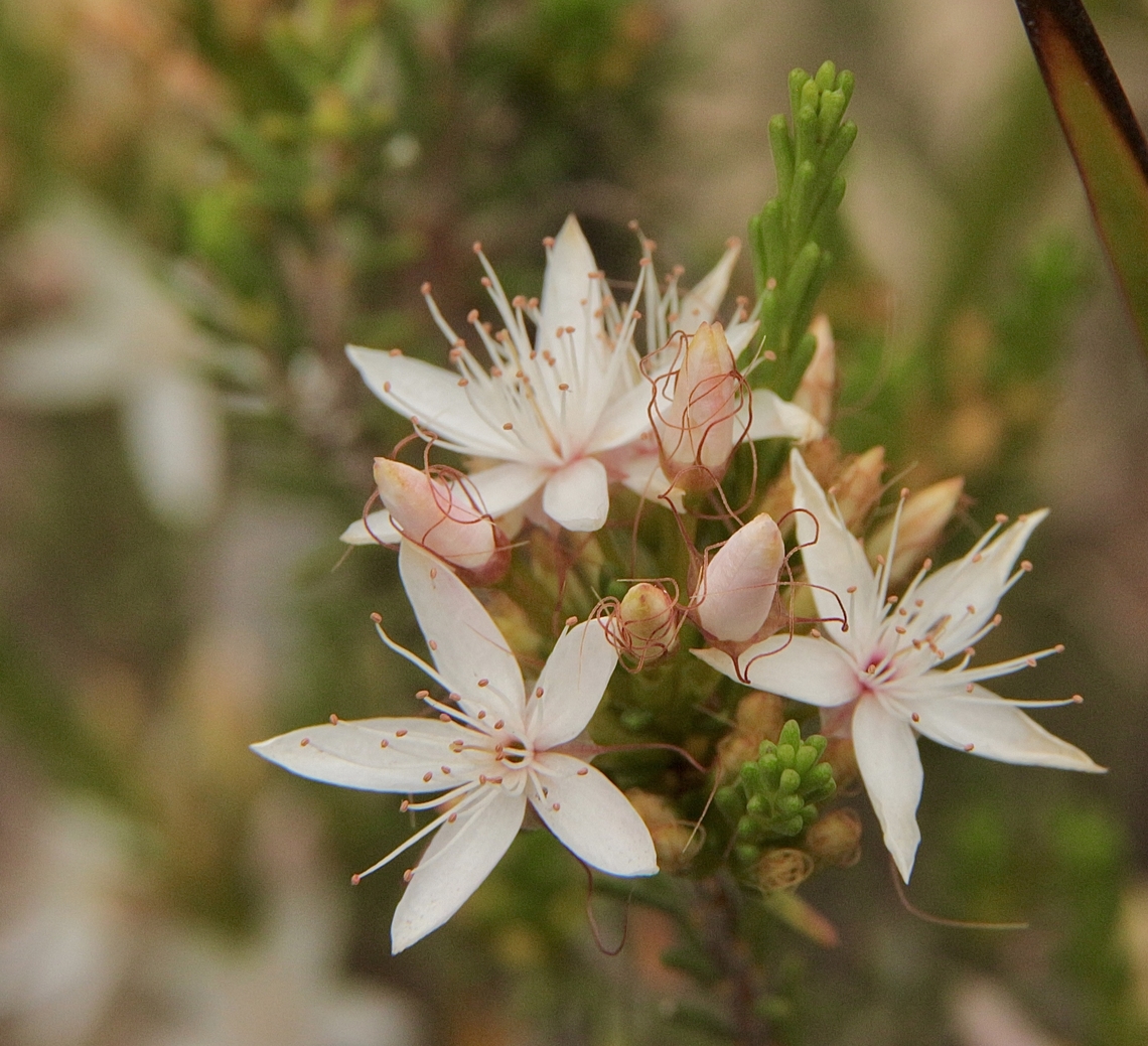 Common fringe myrtle - Calytrix tetragona  Australia,Calytrix tetragona,Eamw flora,Fringe Myrtle,Geotagged,Summer