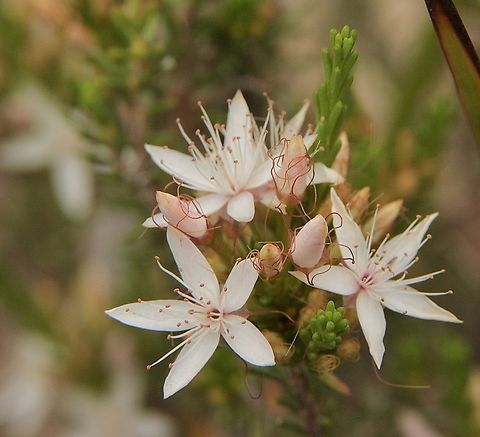 Common fringe myrtle - Calytrix tetragona  Australia,Calytrix tetragona,Eamw flora,Fringe Myrtle,Geotagged,Summer