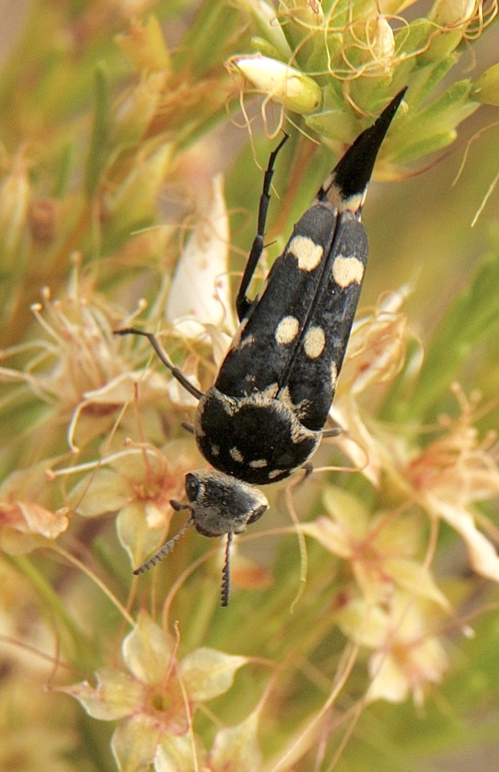 Pin-tailed beetle - Hoshihananomia leucosticta Feeding on Calytrix flowers. That is about all what is flowering in mid summer. Australia,Cox Scrub,Eamw beetles,Geotagged,Hoshihananomia leucosticta,Summer,White-spotted Pintail Beetle