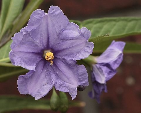 Kangaroo apple - Solanum laciniatum The fruit is edible when ripe. Australia,Geotagged,Kangaroo-Apple,Solanum laciniatum,Summer,eamw flora