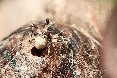 Bird-dropping spider- Celaenia excavata  Australia,Celaenia excavata,Eamw spiders,Geotagged,Summer