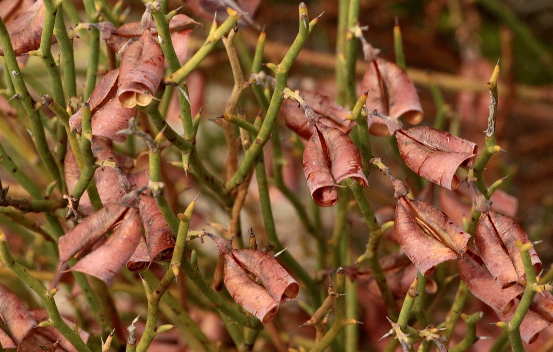 Leafless Bitter-Pea. - Daviesia brevifolia Bitter -Pea seed capsuals curled up after dispersing the seed. Australia,Daviesia brevifolia,Eamw flora,Eamw native pea,Geotagged,Leafless Bitter-Pea,Summer