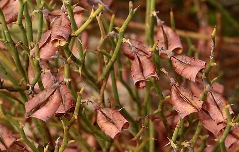 Leafless Bitter-Pea. - Daviesia brevifolia Bitter -Pea seed capsuals curled up after dispersing the seed. Australia,Daviesia brevifolia,Eamw flora,Eamw native pea,Geotagged,Leafless Bitter-Pea,Summer