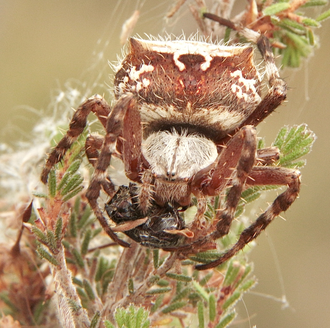 Outback Orb-Weaver - Genus Backobourkia Eating it&rsquo;s prey. Australia,Eamw spiders,Eamw spiders Orbweavers,Geotagged,Summer