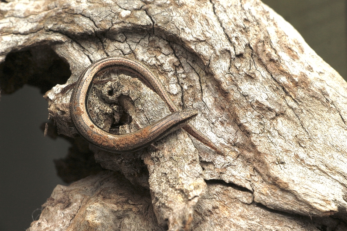 Southern slider - Lerista dorsalis  Eamw reptiles,Lerista dorsalis,Southern slider