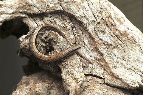 Southern slider - Lerista dorsalis  Eamw reptiles,Lerista dorsalis,Southern slider