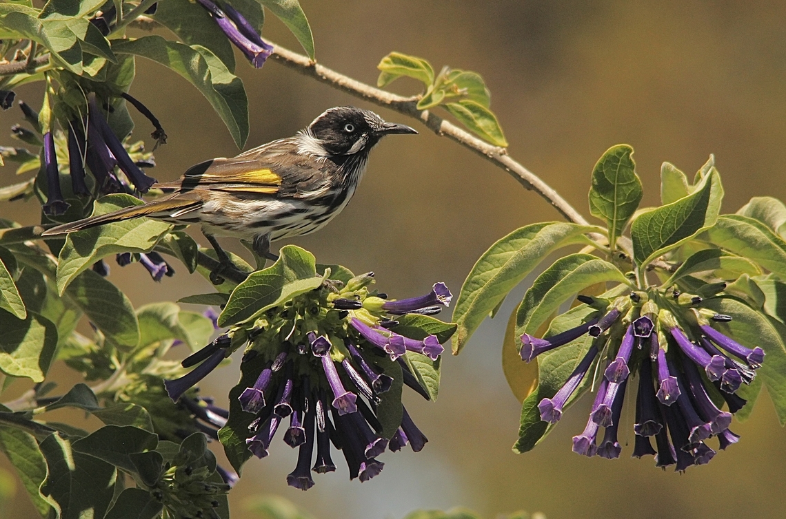 New Holland honeyeater- Phylidonyris novaehollandiae Found a great source of nectar  in the flowers of Iochroma cyaneum. Australia,Eamw flora,Geotagged,New Holland honeyeater,Phylidonyris novaehollandiae,Summer