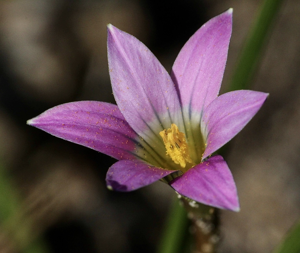 Onion Grass - Romulea rosea  Australia,Geotagged,Onion Grass,Romulea rosea,WinterEamw flora