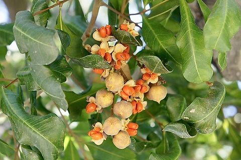 Tuckeroo - Cupaniopsis anacardioides        Natural distribution is along Australia’s east coast from NSW to QLD and up to New Guinea.         
      This specimen was part of a windbreak on a farm in central Victoria. Australia,Cupaniopsis anacardioides,Eamw flora,Geotagged,Tuckeroo,Winter